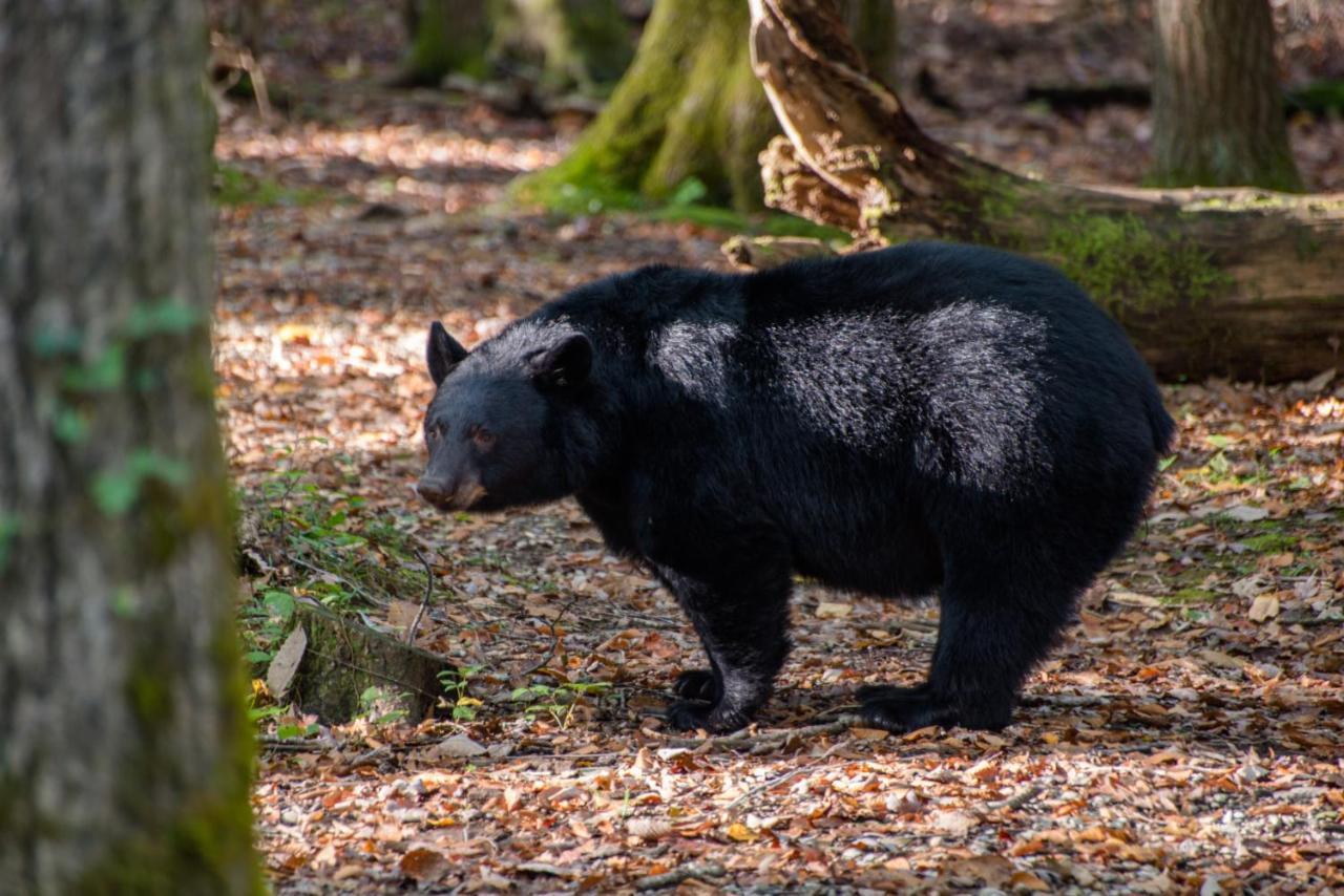 Friendly Bear Cabin Pigeon Forge Dış mekan fotoğraf